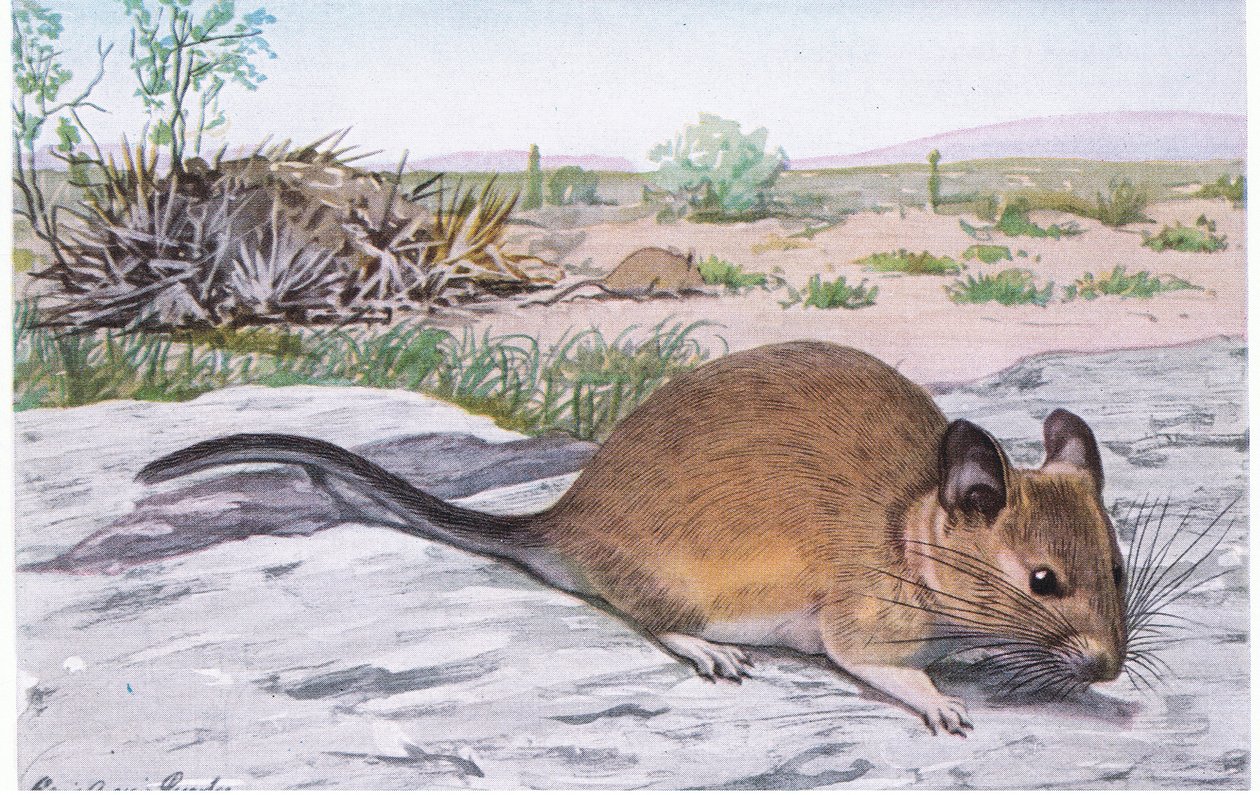 Weißkehl-Waldmaus vibriert mit dem Schwanz bei Alarm von Louis Agassiz Fuertes