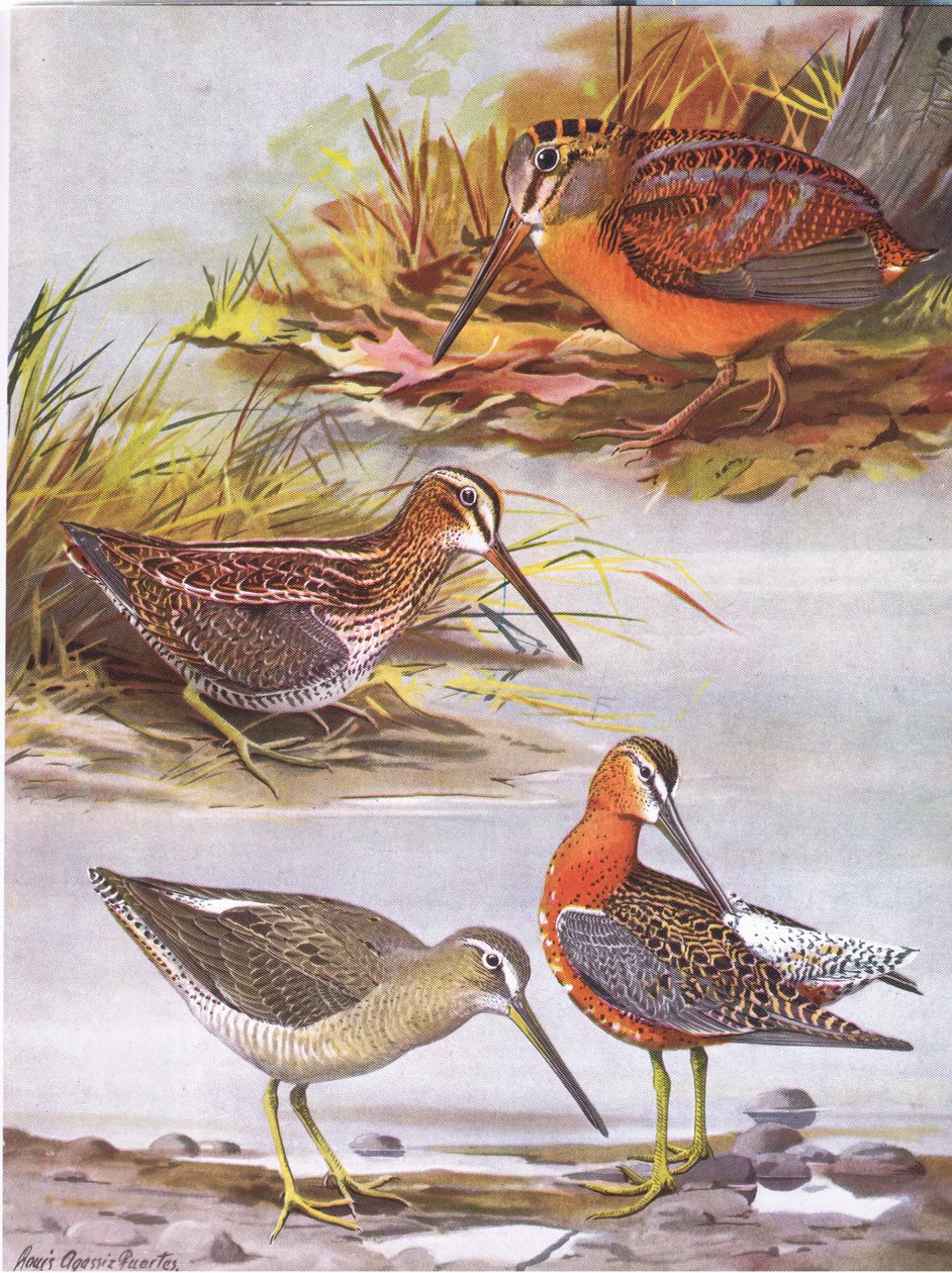 Wilson-Schnepfe, Östlicher Dowitcher, Amerikanische Waldschnepfe von Louis Agassiz Fuertes