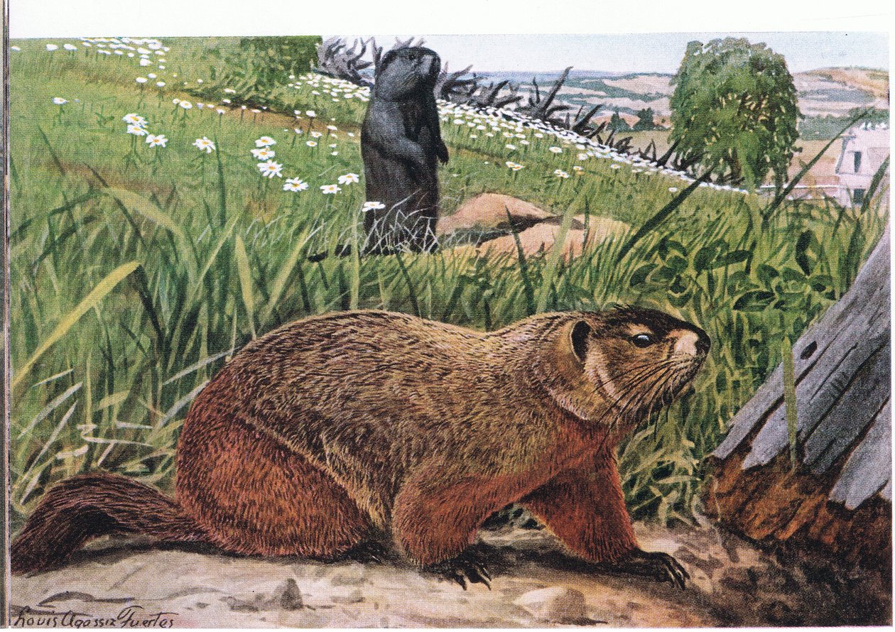 Waldmurmeltier, das bekannteste aller Murmeltiere, ernährt sich von Weidegras von Louis Agassiz Fuertes