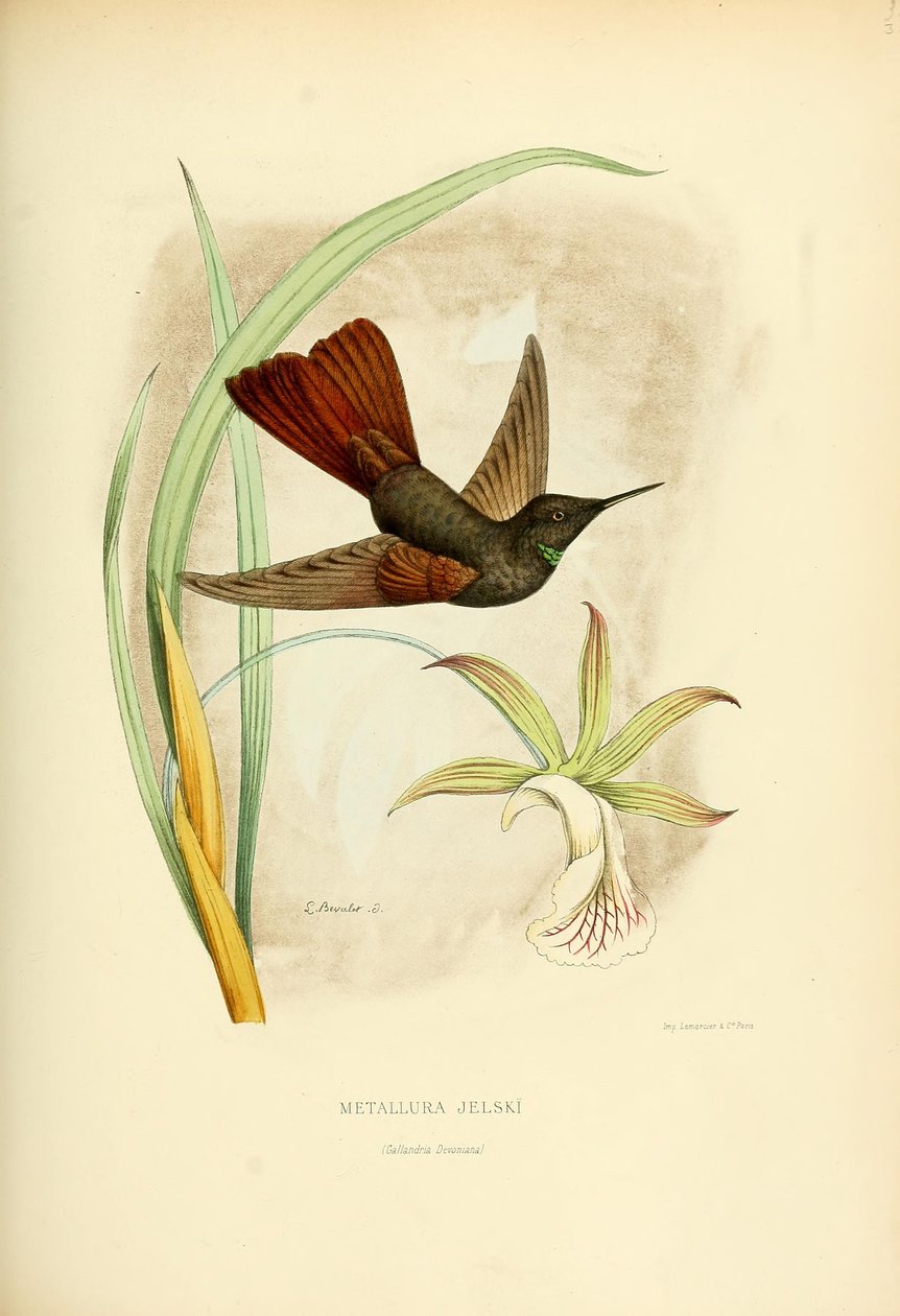 Metallura jelskii von Louis Victor Bevalet