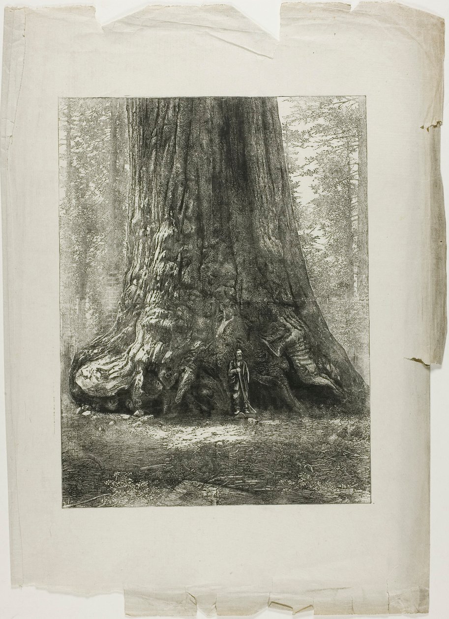 Verdrehte Bäume von Louis Auguste Lepère