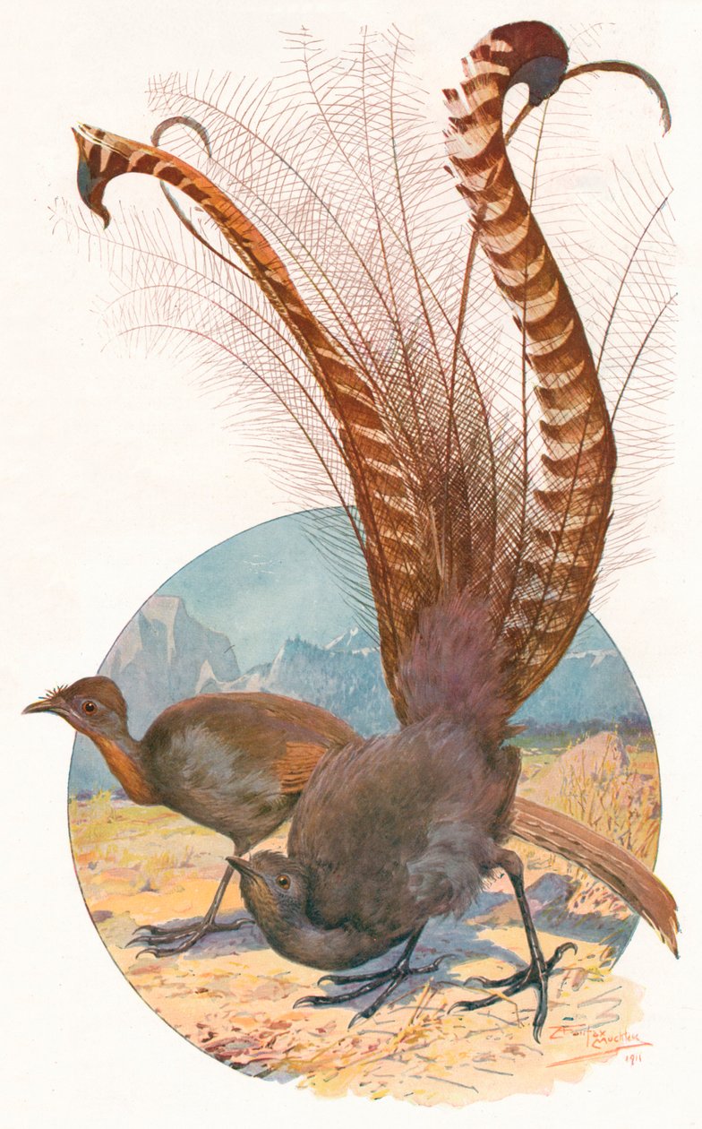 Leierschwänze, 1911 von Louis Fairfax Muckley