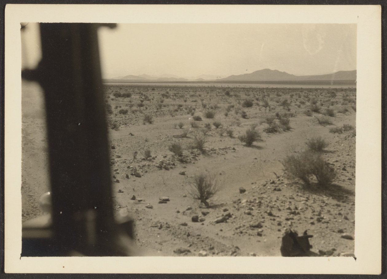Amargosa-Wüstenpflanzen von Louis Fleckenstein