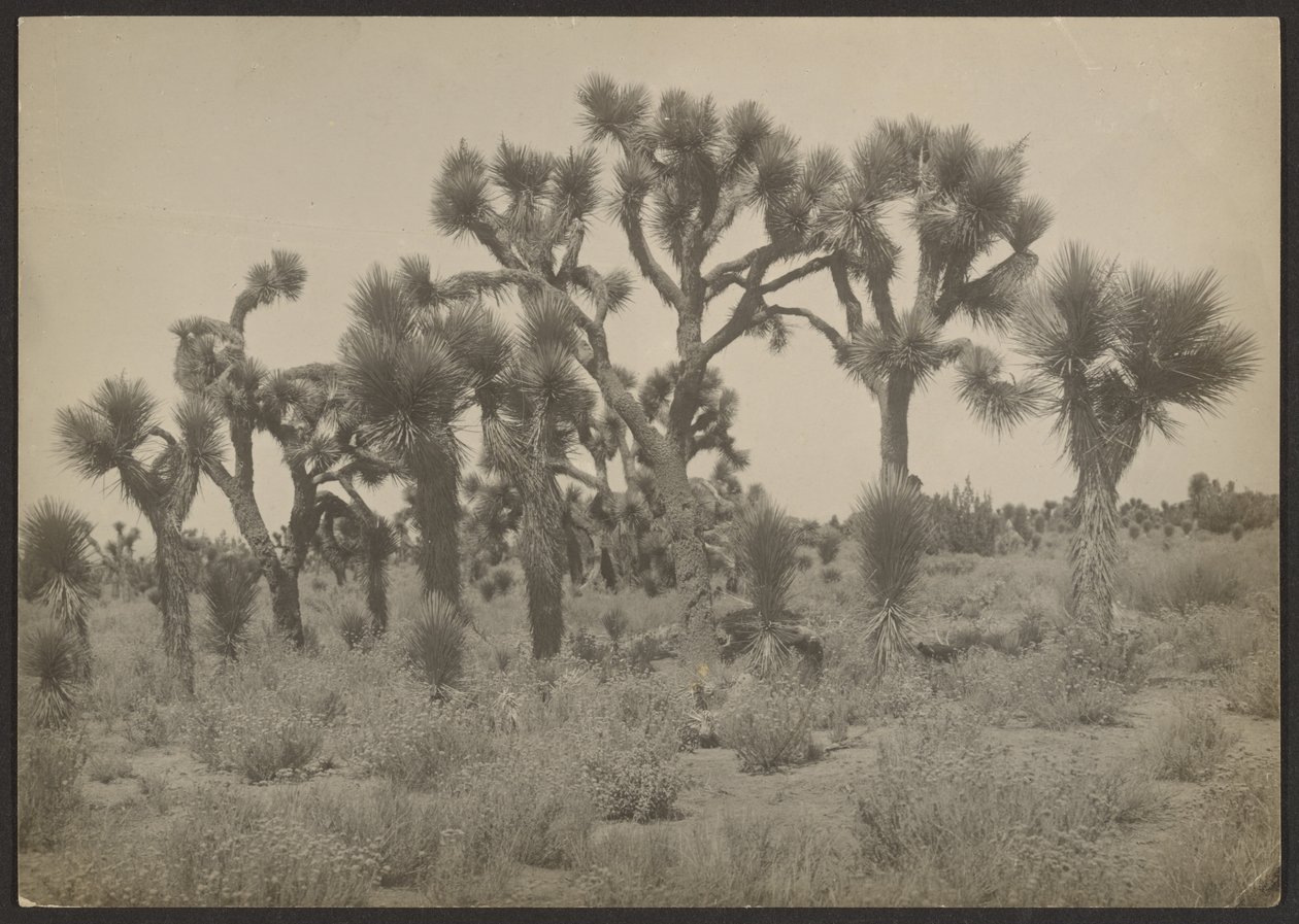 Landschaft mit Joshua-Bäumen von Louis Fleckenstein