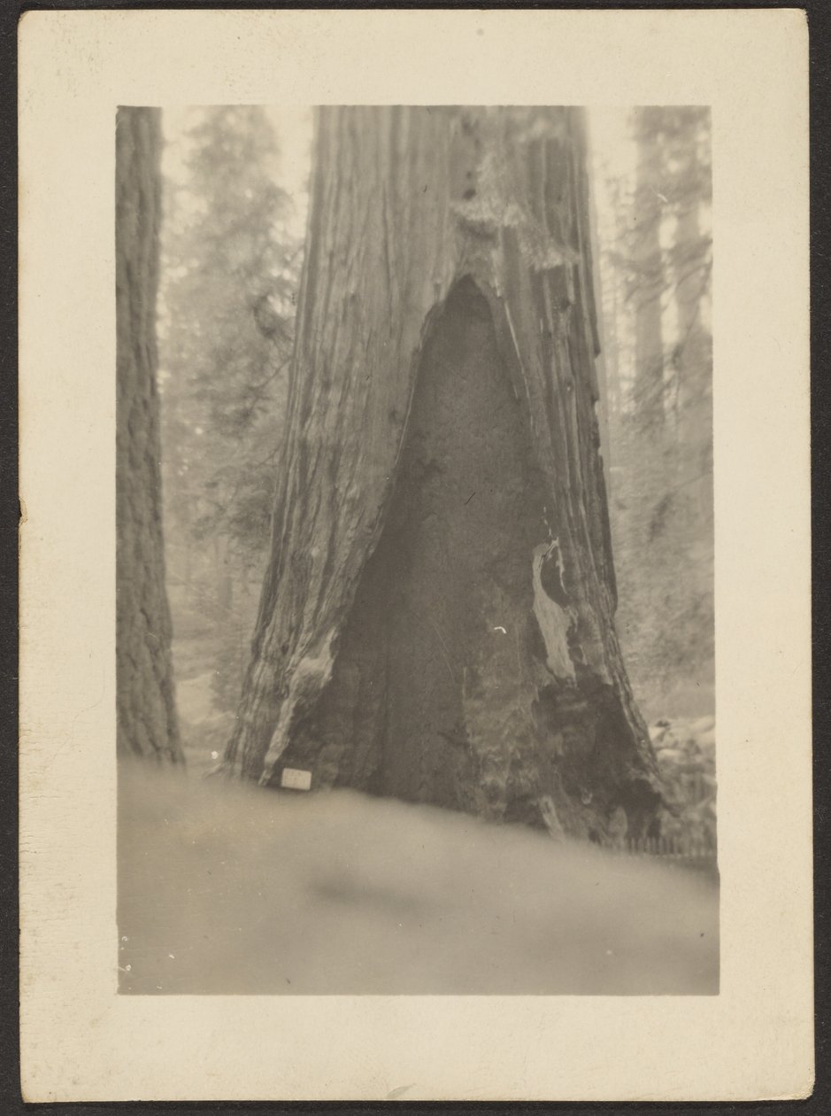 [Massiver Baum] von Louis Fleckenstein