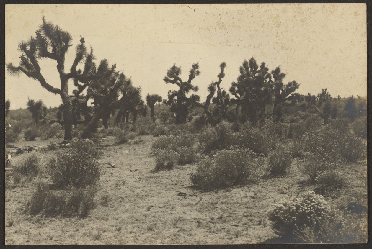 Mojave-Wüste von Louis Fleckenstein