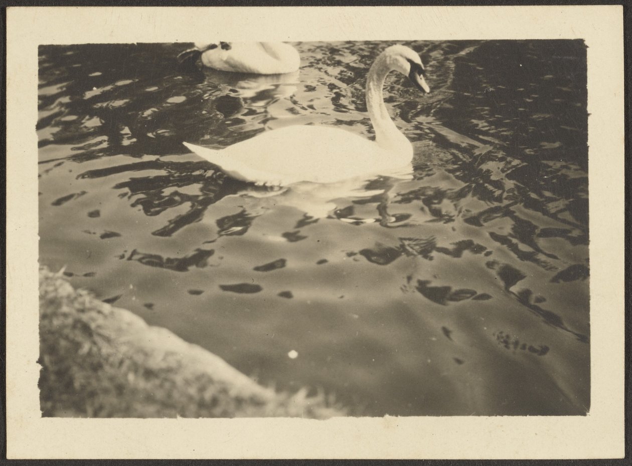 Schwan von Louis Fleckenstein