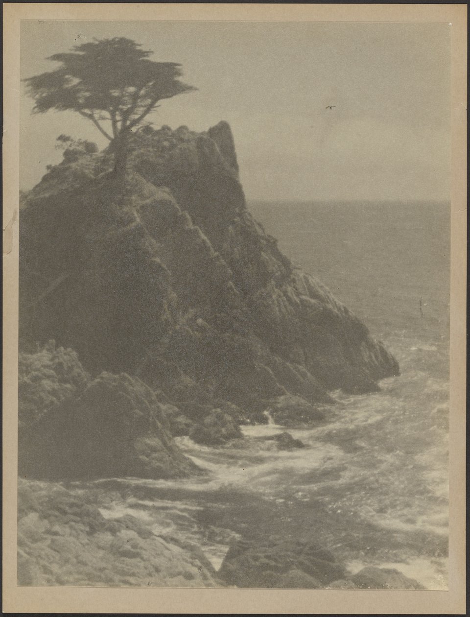 Baum an felsiger Küste von Louis Fleckenstein