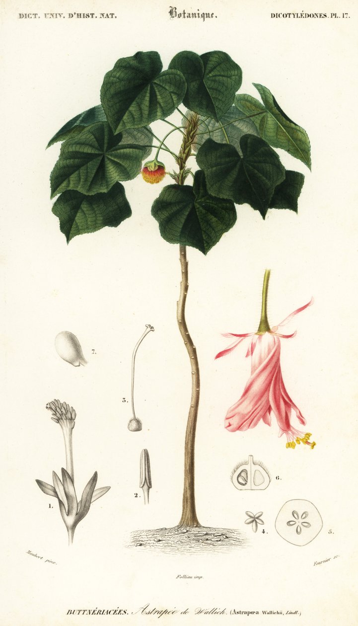 Rosa Dombeya, Dombeya wallichii (Gravur) von Louis Joseph Edouard Maubert