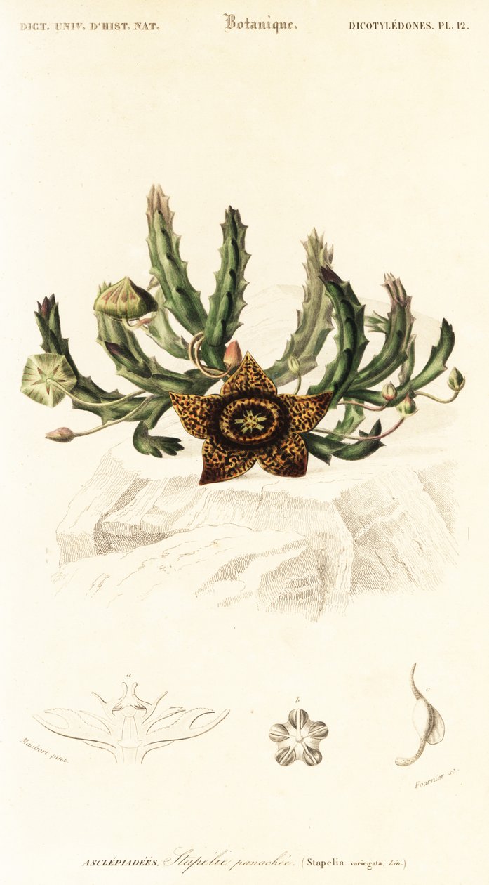 Sternblume, Orbea variegata (Gravur) von Louis Joseph Edouard Maubert