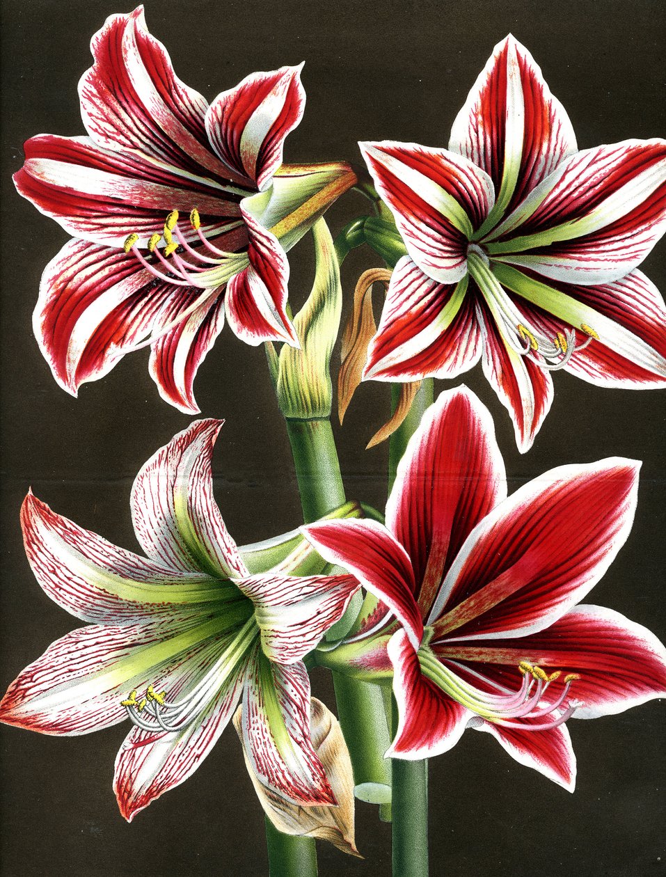 AMARYLLIS HIPPEASTRA (Gravur) von Louis Van Houtte