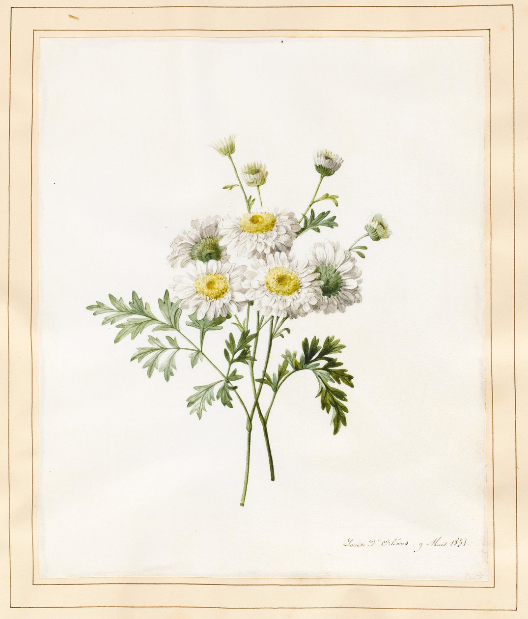 Chrysanthemum Parthenium (Fieberkraut), 1831 von Louise DOrleans