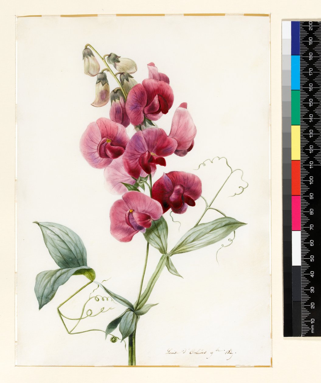 Lathyrus latifolius (Staudenwicke) von Louise DOrleans