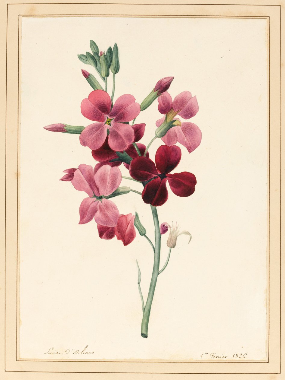 Matthiola, Levkoje, 1826 von Louise DOrleans