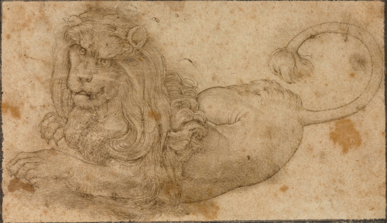 Studie eines Löwen von Lucas the Elder Cranach