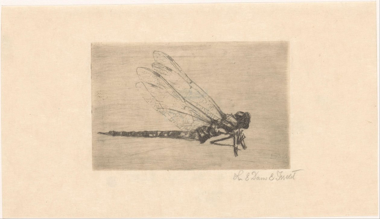 Libelle von Lucie van Dam