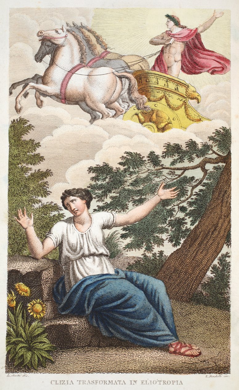 Clytie in eine Blume oder Clizia Transformata in Eliotropia, Buch IV, Illustration aus Ovids Metamorphosen, Florenz, 1832 von Luigi Ademollo