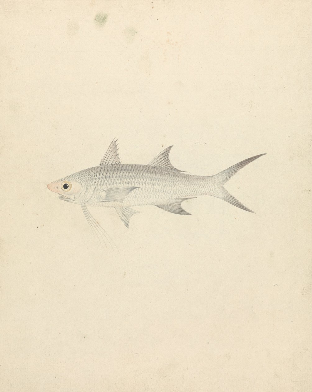 Binney: Nummer eins (ein Fisch) von Luigi Balugani