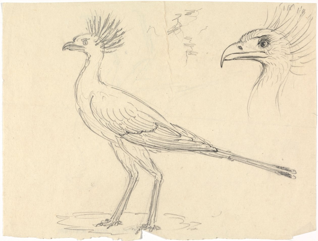 Sekretärvogel von Luigi Balugani