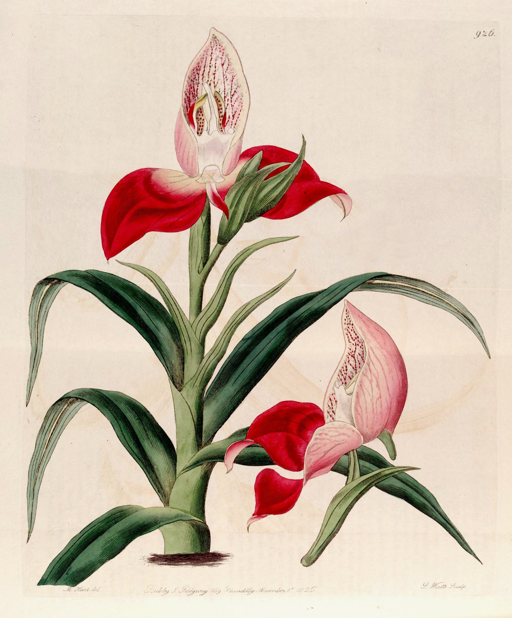 Illustration von Disa uniflora (als syn. Disa grandiflora) von M. Hart
