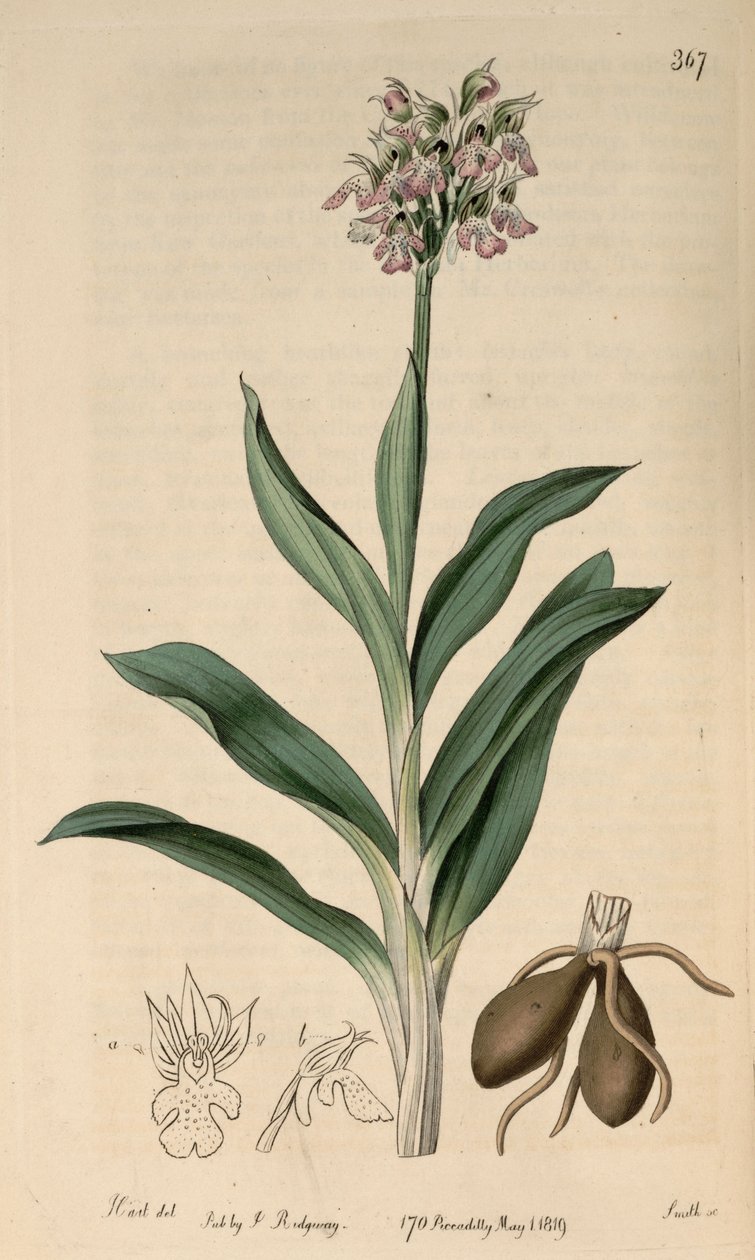 Illustration von Neotinea tridentata subsp. tridentata (als syn. Orchis variegata All.) von M. Hart