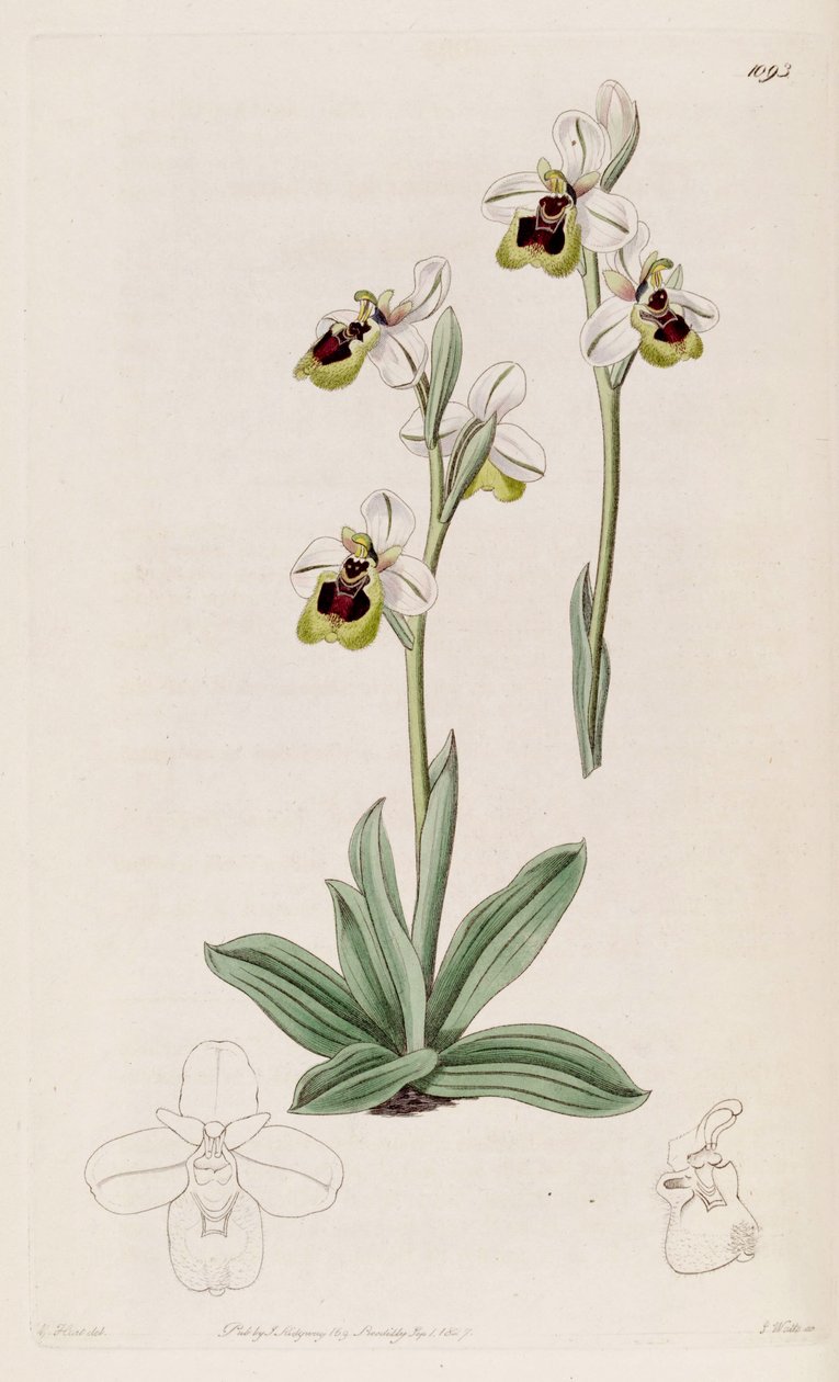 Illustration von Ophrys tenthredinifera von M. Hart