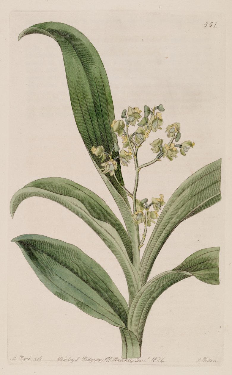 Illustration von Polystachya puberula von M. Hart
