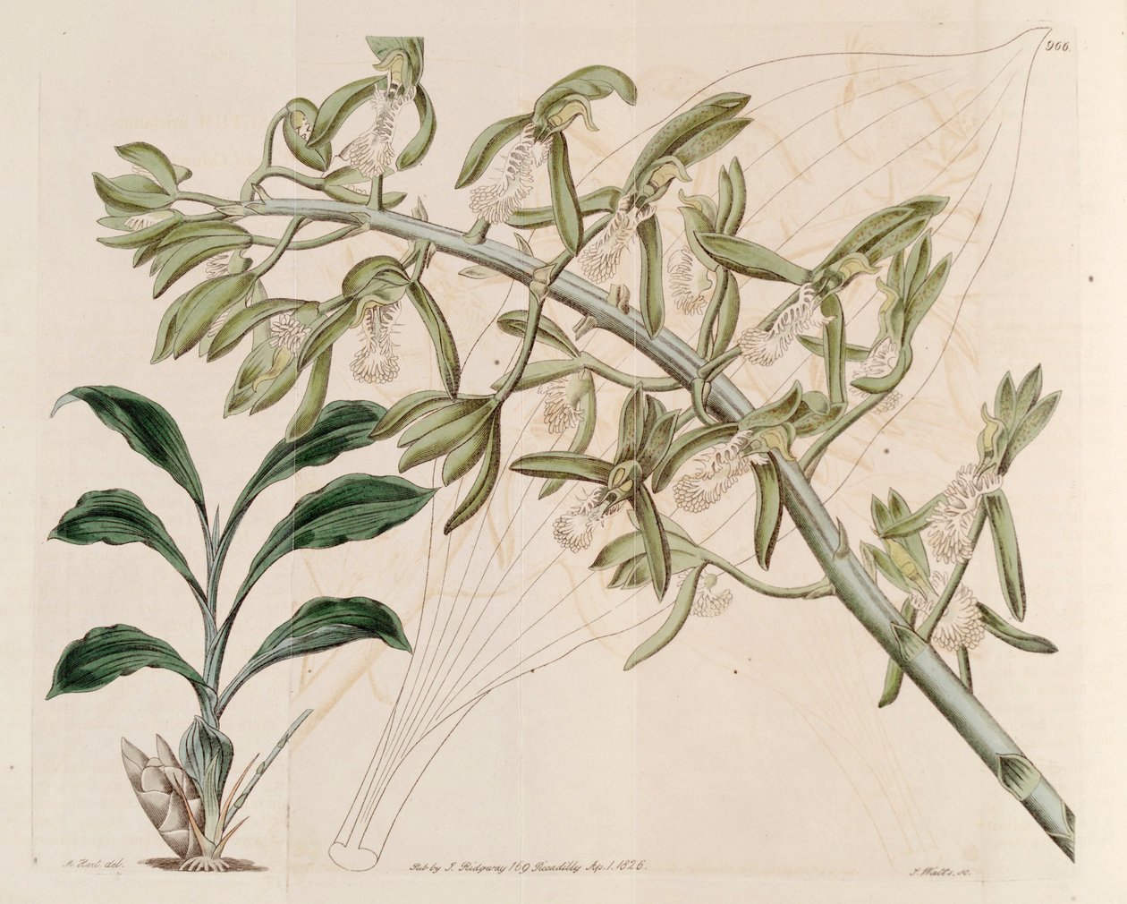 Illustration von Catasetum cristatum von M. Hart