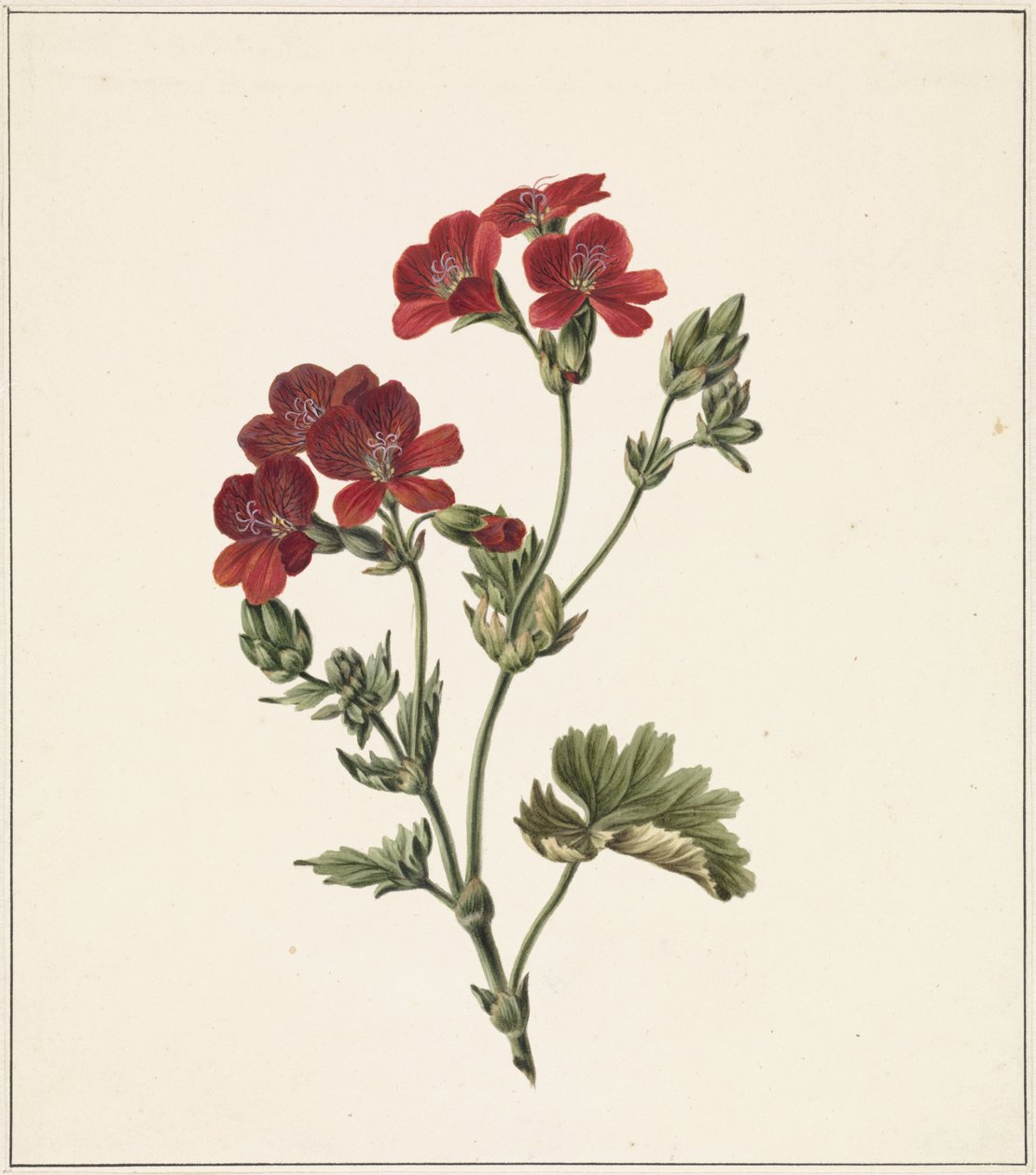 Rote Blume von M. de Gijselaar
