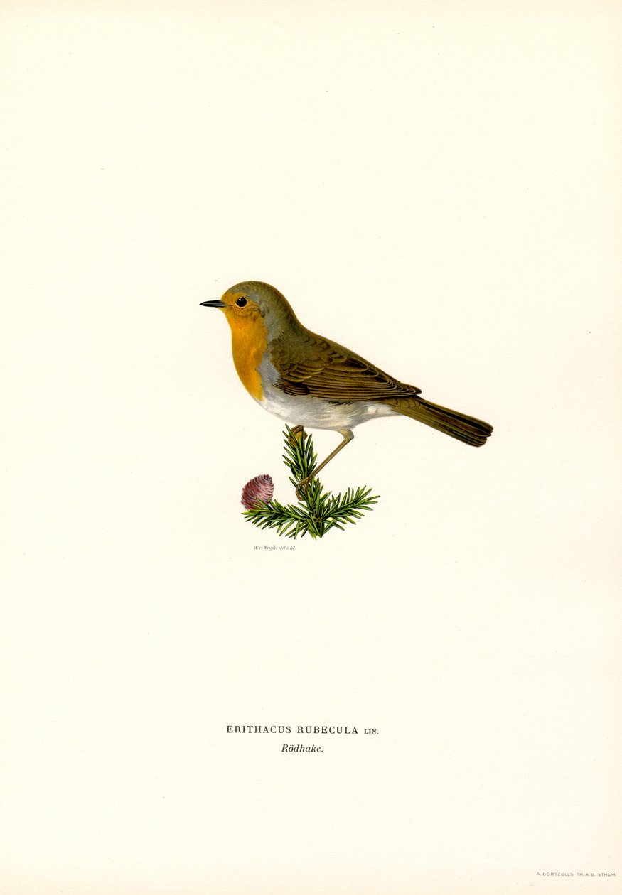 Rotkehlchen (Farblithographie) von Magnus Ferdinand and Wilhelm von Wright