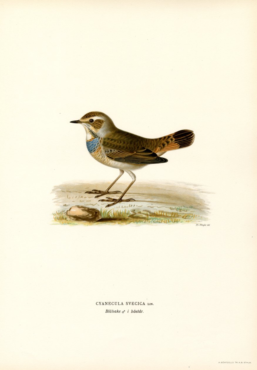 Blaukehlchen von Magnus Ferdinand and Wilhelm von Wright