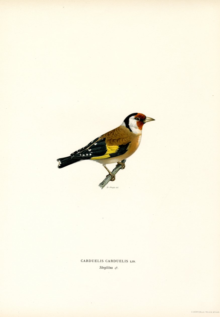 Stieglitz (Farblithographie) von Magnus Ferdinand and Wilhelm von Wright