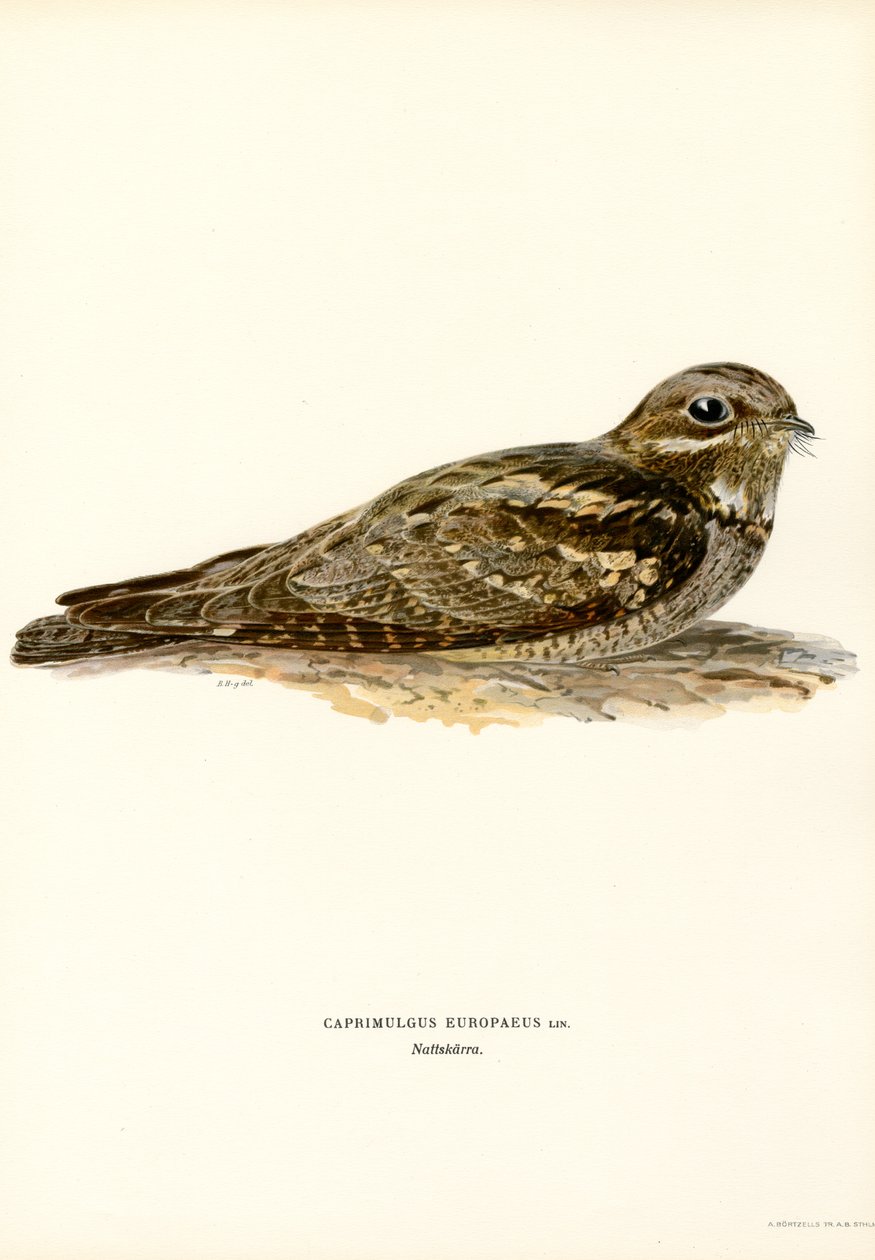 Ziegenmelker von Magnus Ferdinand and Wilhelm von Wright