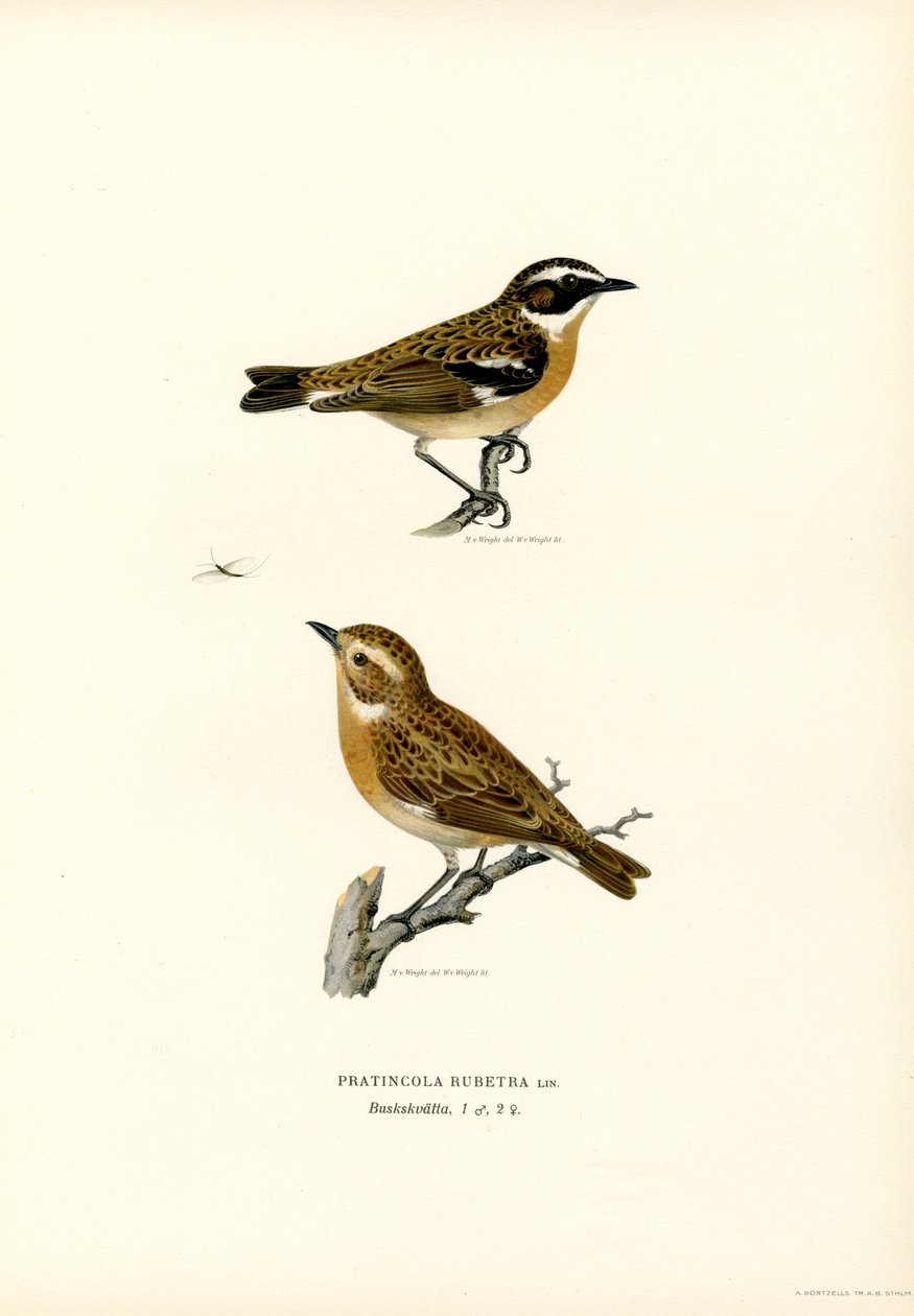 Braunkehlchen (Farblithographie) von Magnus Ferdinand and Wilhelm von Wright