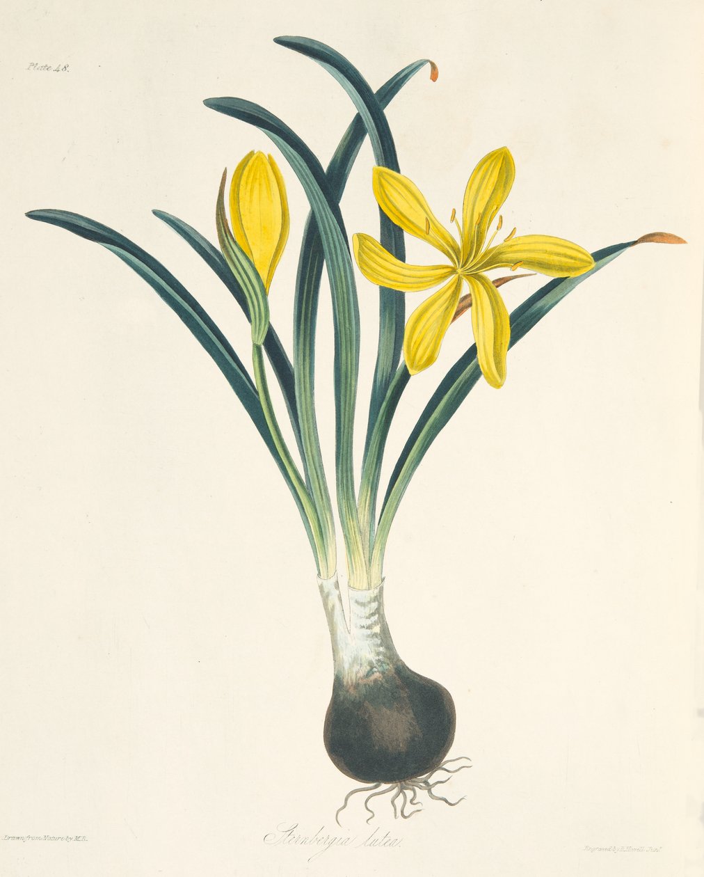 Gelbe Sternbergia, aus Floral Illustrations of the Seasons, veröffentlicht 1829 von Margaret Roscoe