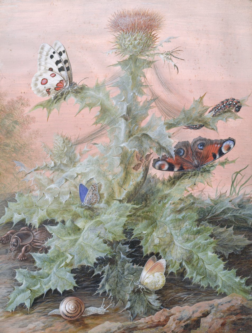 Insekten um eine Distel, 1700 von Margaretha Barbara Dietzsch