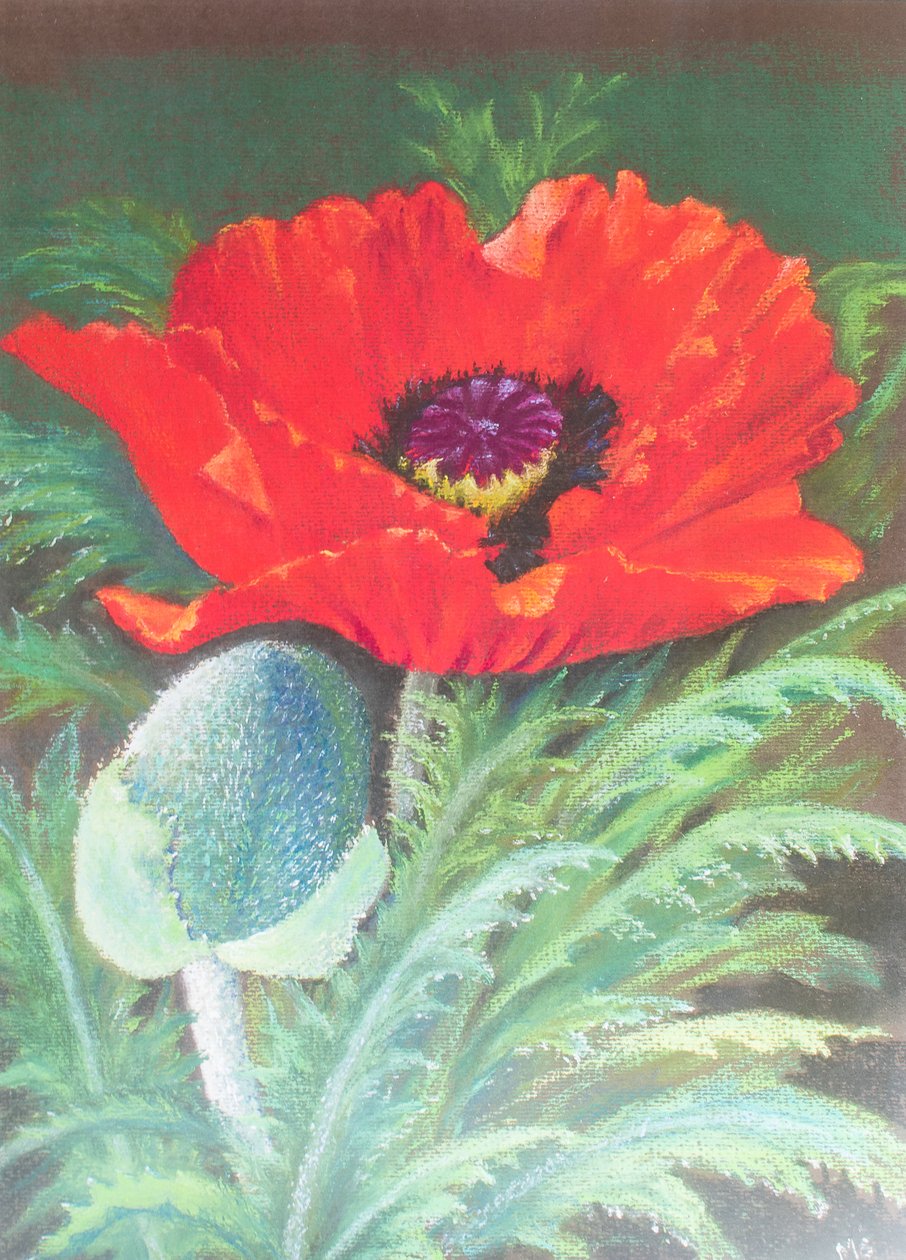 Mohnblumen von Margo Starkey