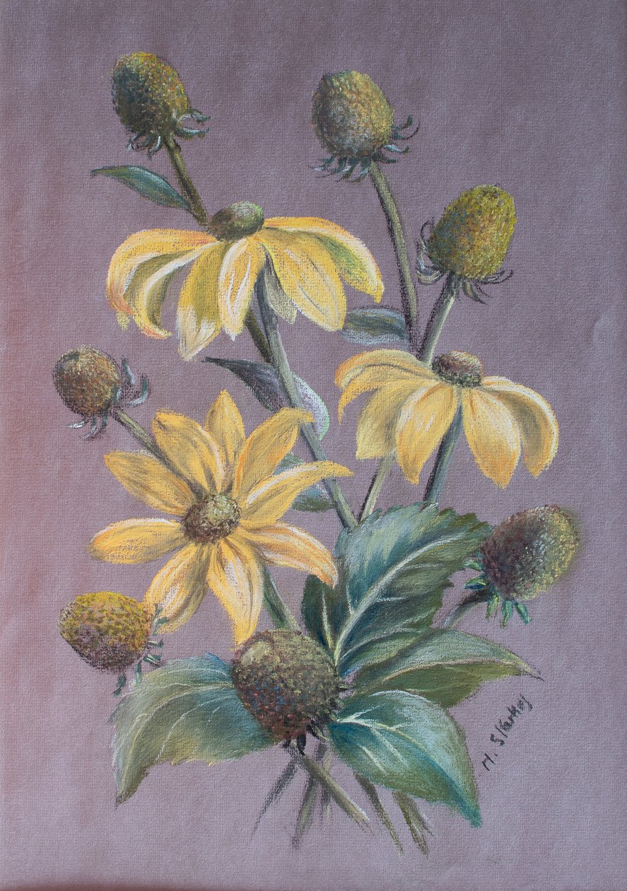Rudbeckia, 2014 von Margo Starkey