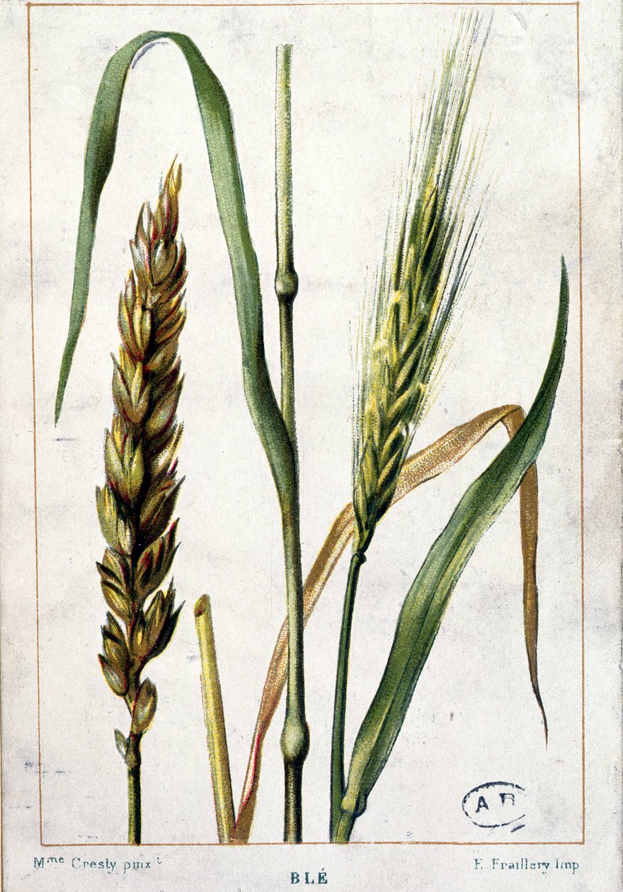Weizen von Marguerite Buret