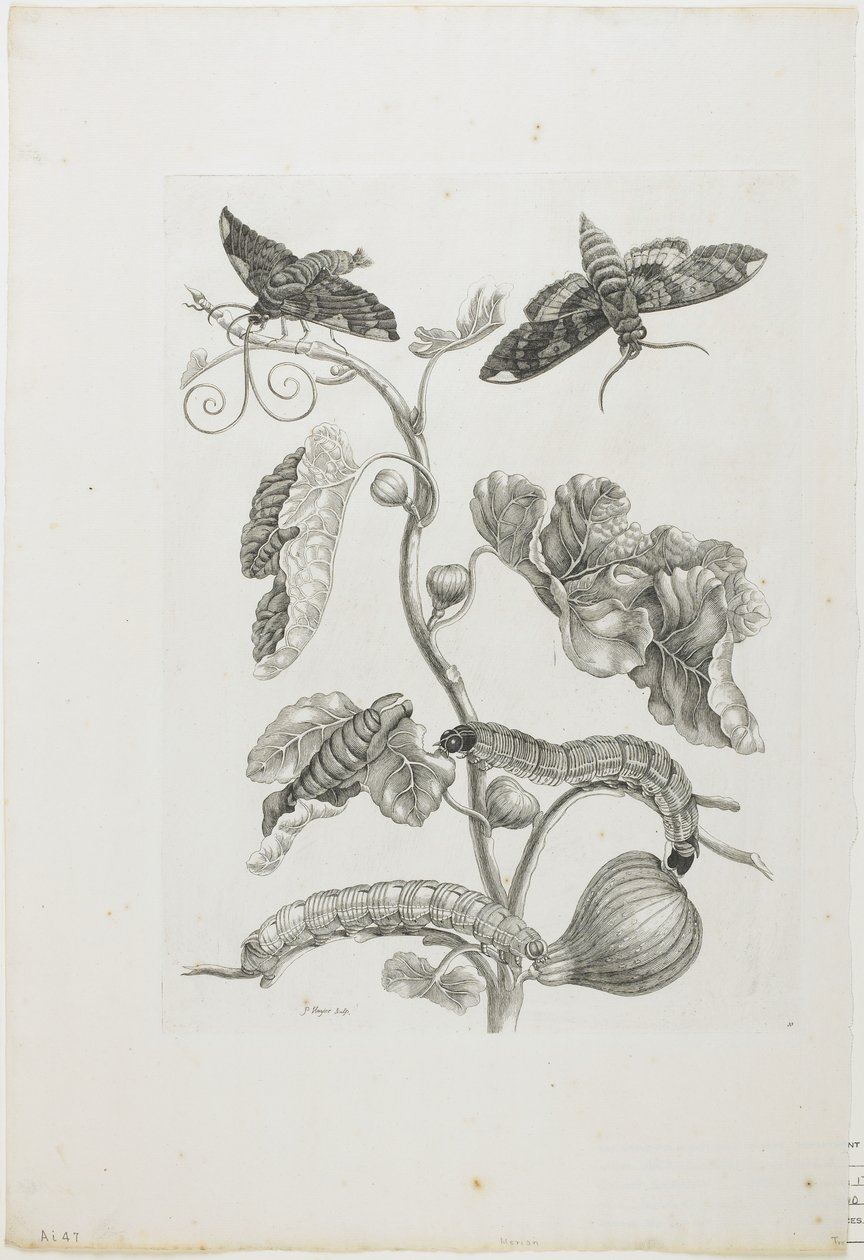 Schmetterlinge, Raupen und Pflanze von Maria Sibylla Merian