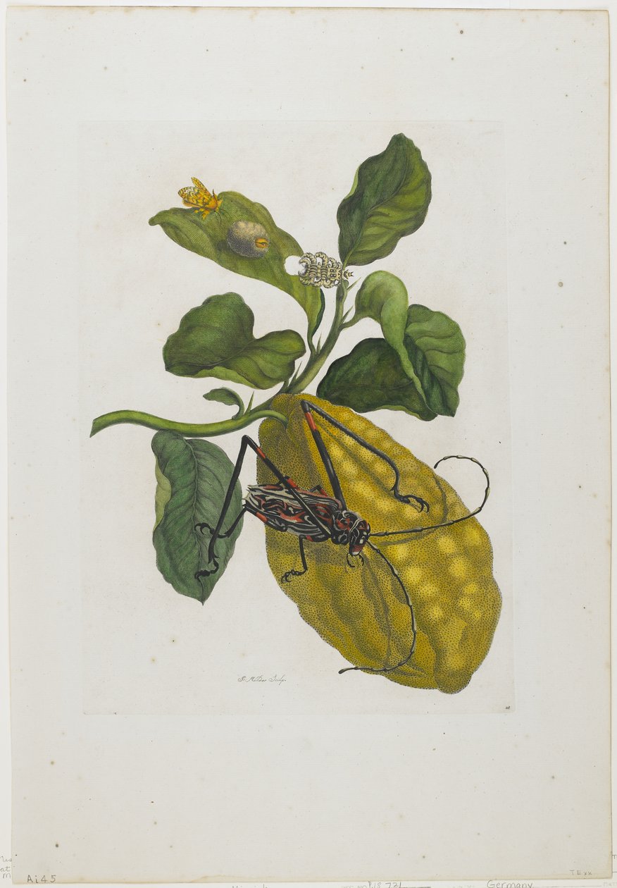 Zitrusfrüchte und Käfer, 1705-71 von Maria Sibylla Merian