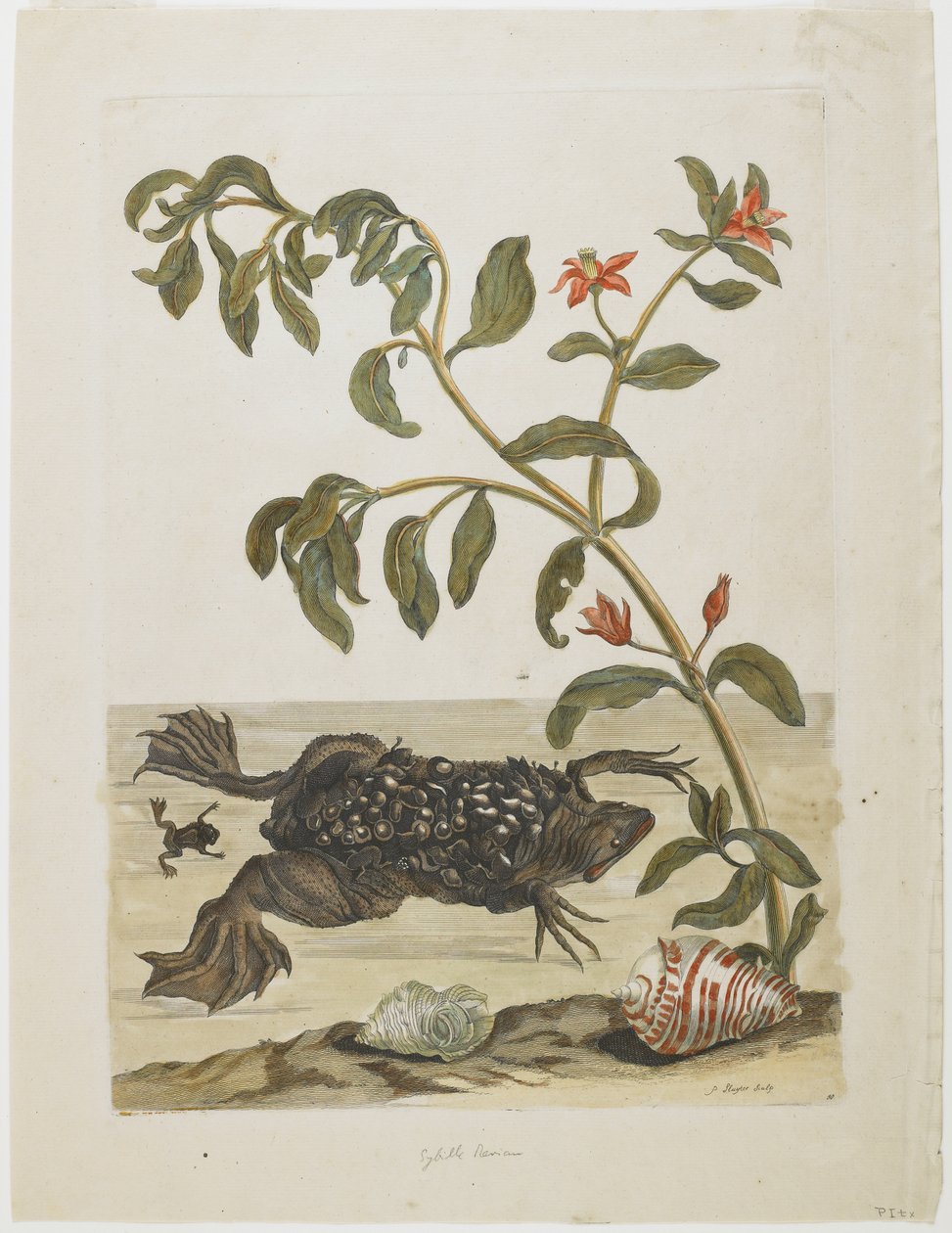Männlicher Surinamkröte mit Eiern auf dem Rücken, Muscheln und blühende Pflanze, 1705-71 von Maria Sibylla Merian
