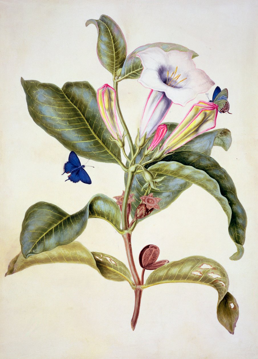 Nr. 3055c Stechapfel (Datura Wrightii) von Maria Sibylla Merian