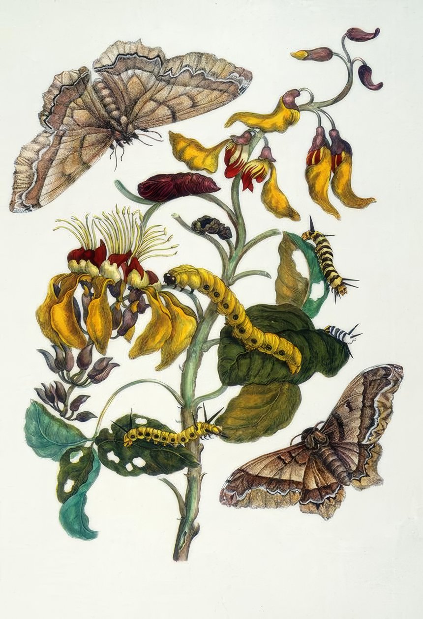 M.S.Merian, Korallenbaum und Seidenspinn von Maria Sibylla Merian
