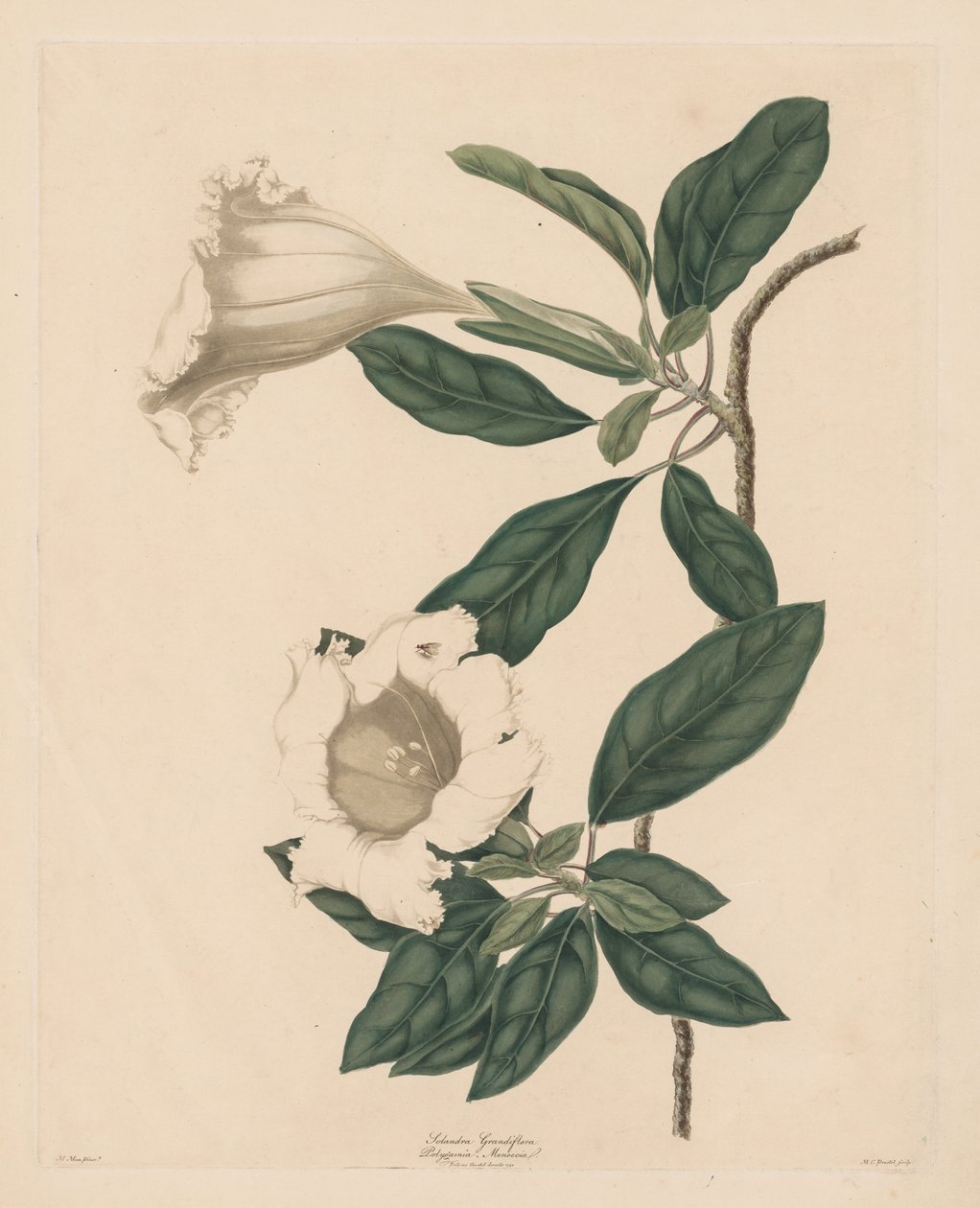 Kelchwein von Maria Catharina Prestel