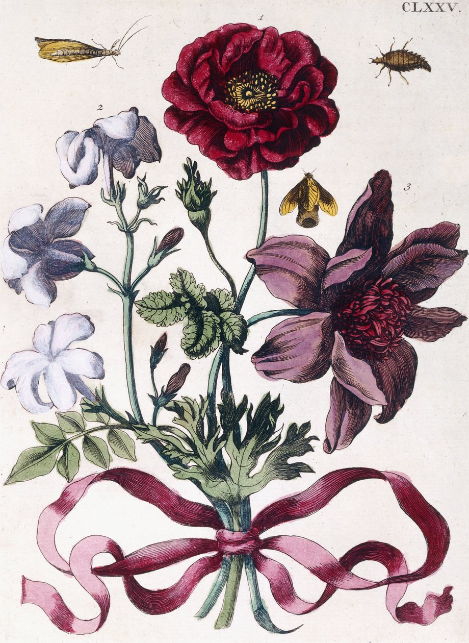 Verschiedene europäische Insekten und Blumen von Maria Sibylla Merian