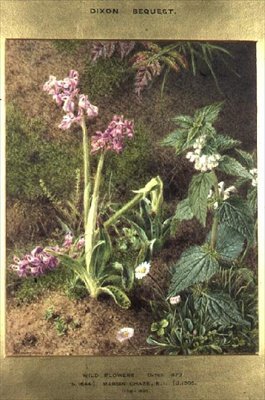 Wildblumen von Marian Emma Chase