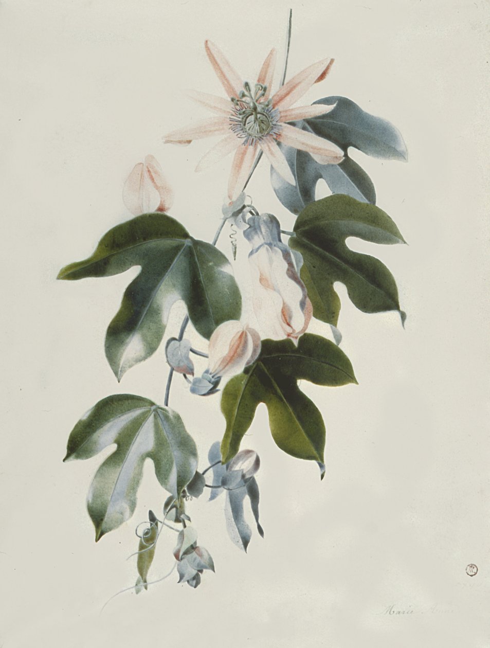 Clematis von Marie Anne