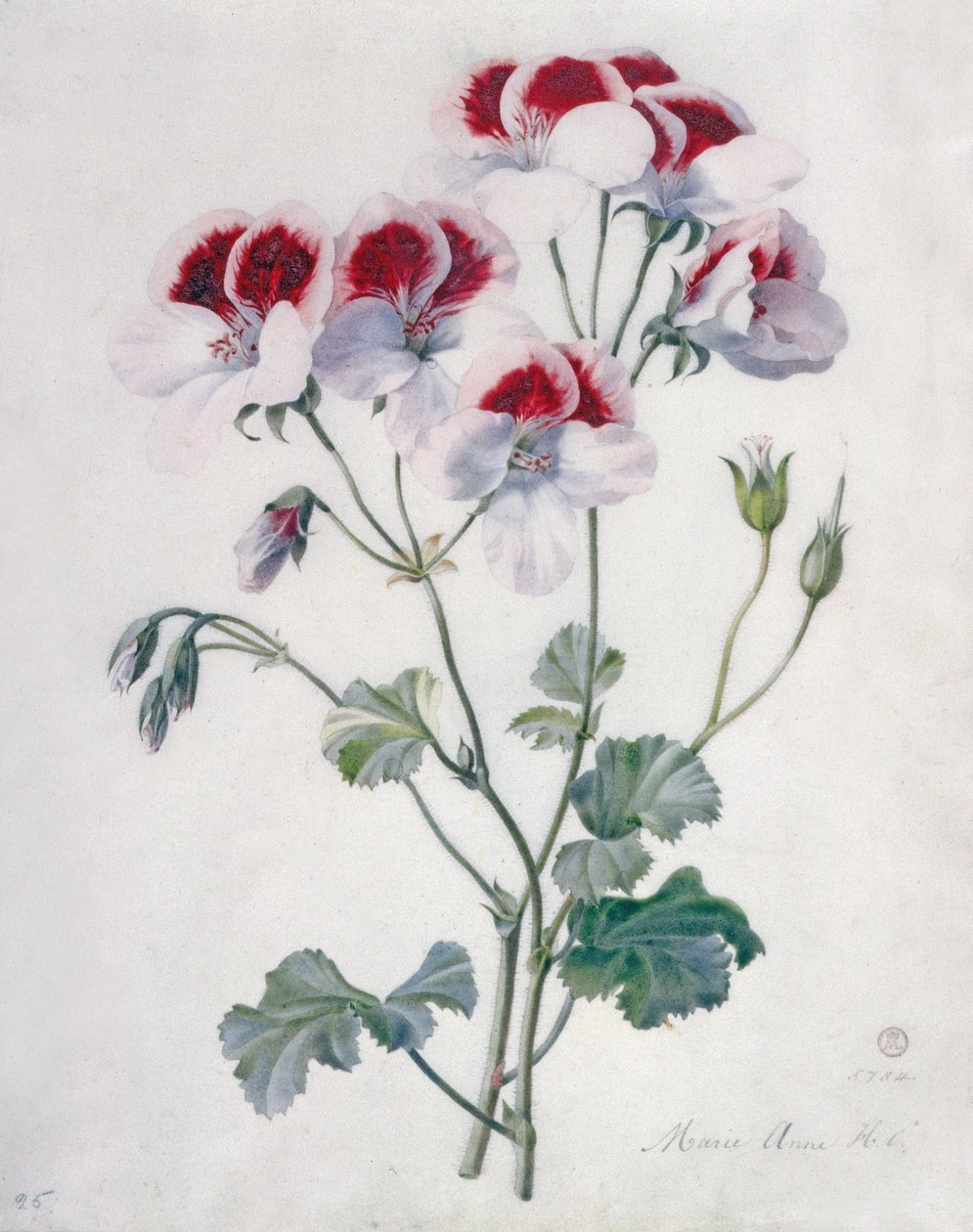 Storchschnabel von Marie Anne