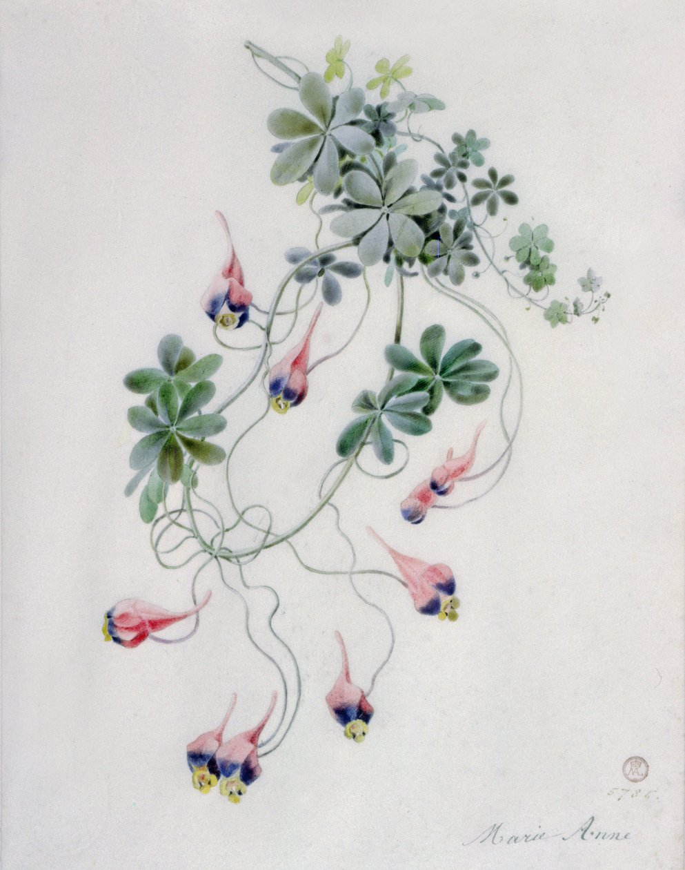 Blumenstücke von Marie Anne
